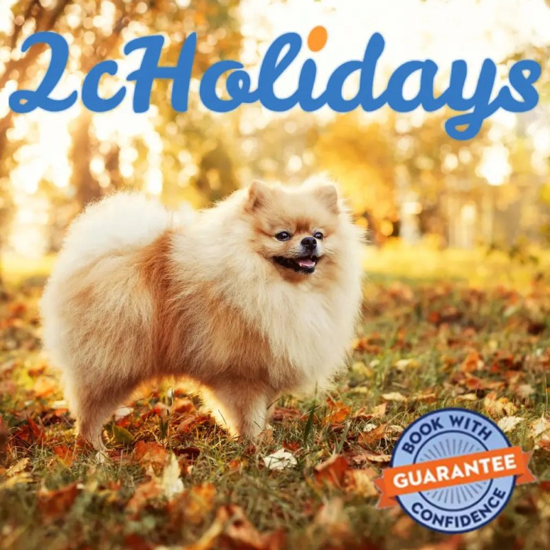 Best Dog Friendly Holiday In Uk