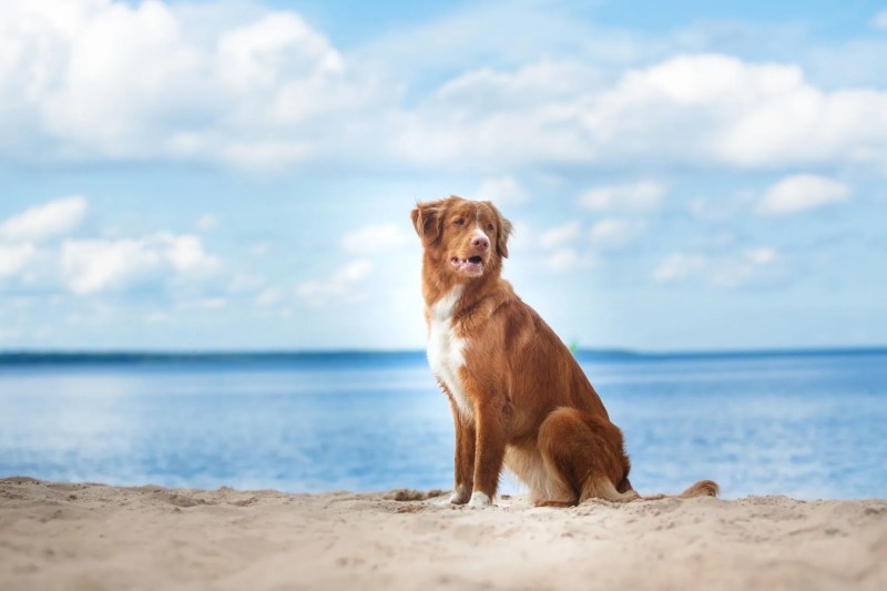 Best Dog Friendly Holidays In Scotland