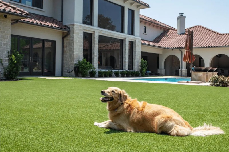 Best Dog Friendly Landscaping