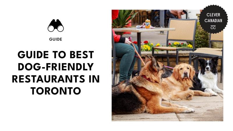 Best Dog Friendly Places Near Me