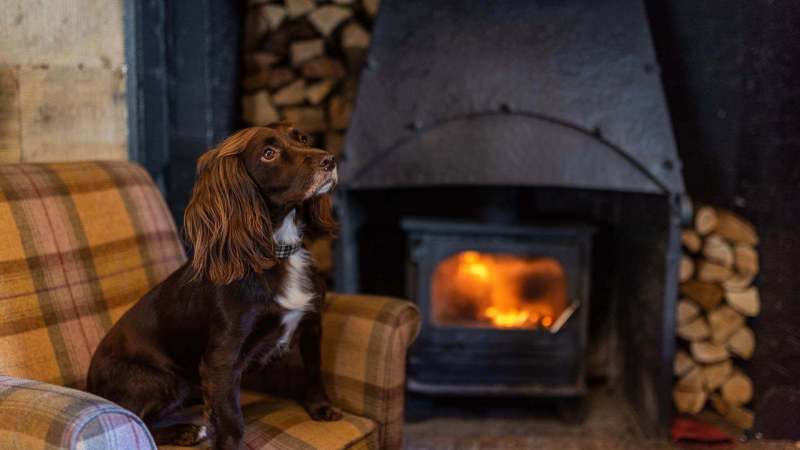 Best Dog Friendly Pubs New Forest