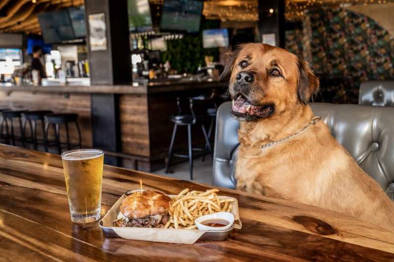 Best Dog Friendly Restaurants Manchester