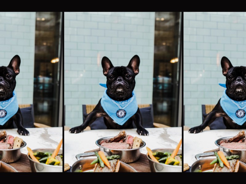 Best Dog Friendly Restaurants Sydney