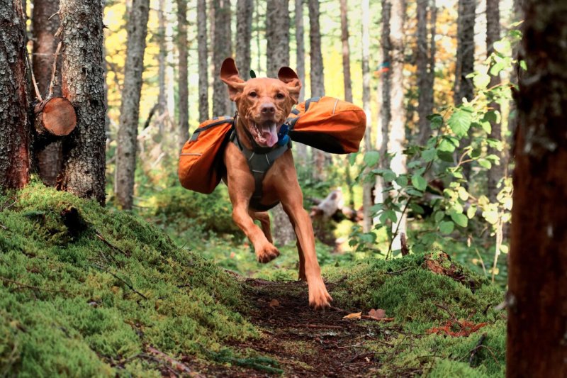 Best Dog Friendly Trails Acadia National Park