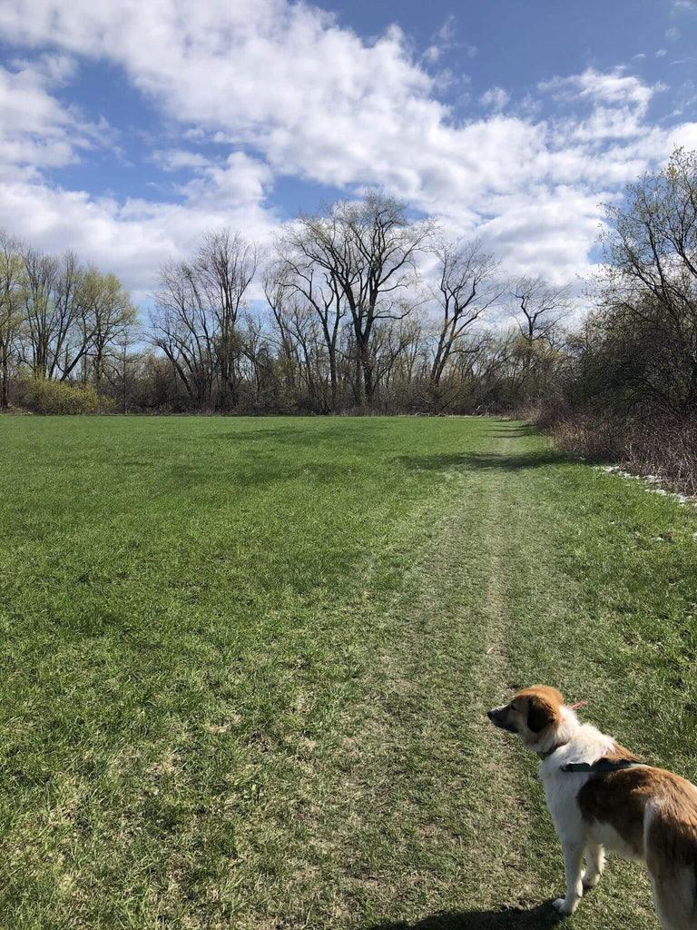 Best Dog Friendly Trails Near Me