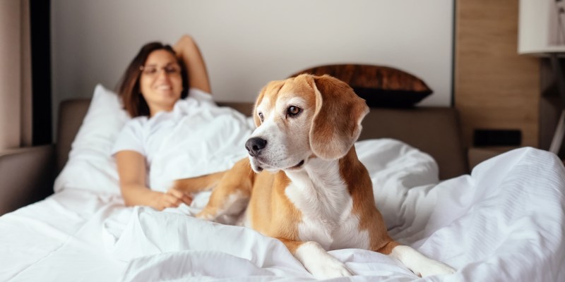 Best Dog Friendly Uk Hotels