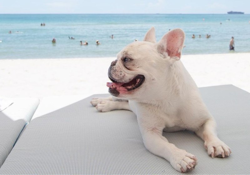 Best Dog Friendly Vacations Southeast