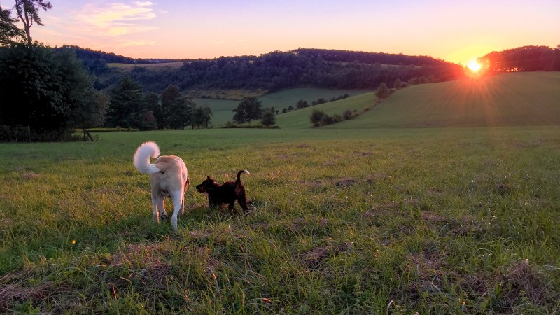 Best Dog Friendly Weekend Getaways Maryland