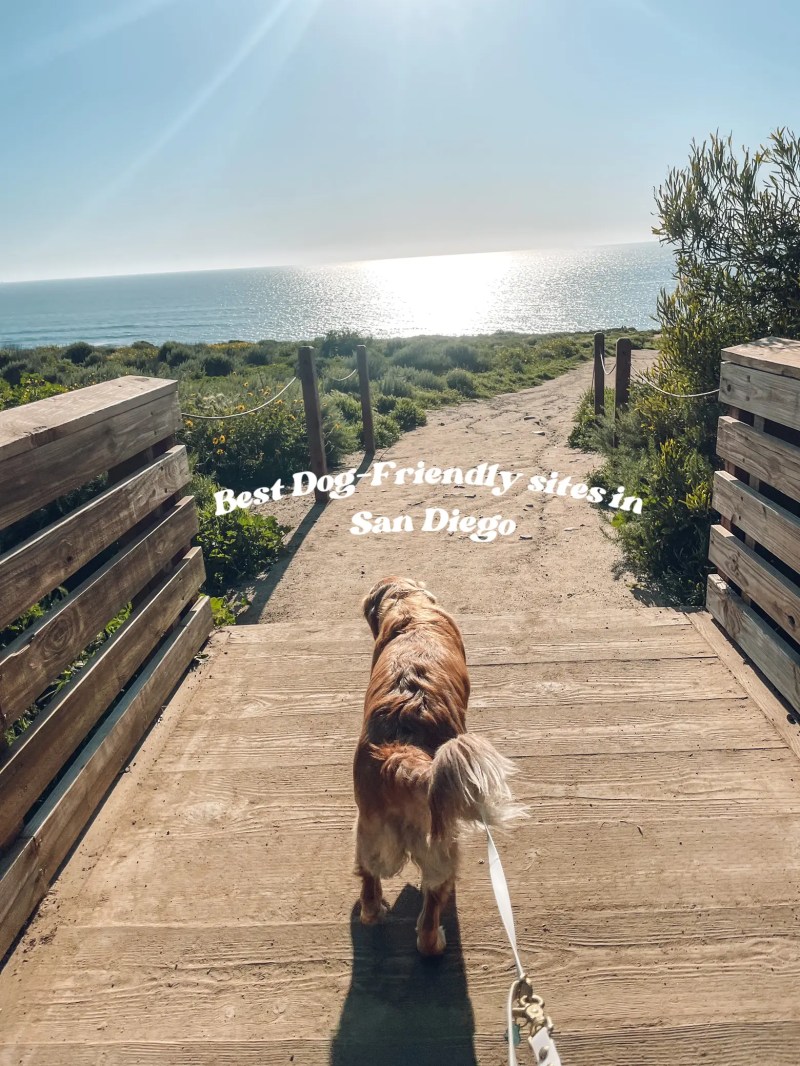 Best Dog Vacations In California