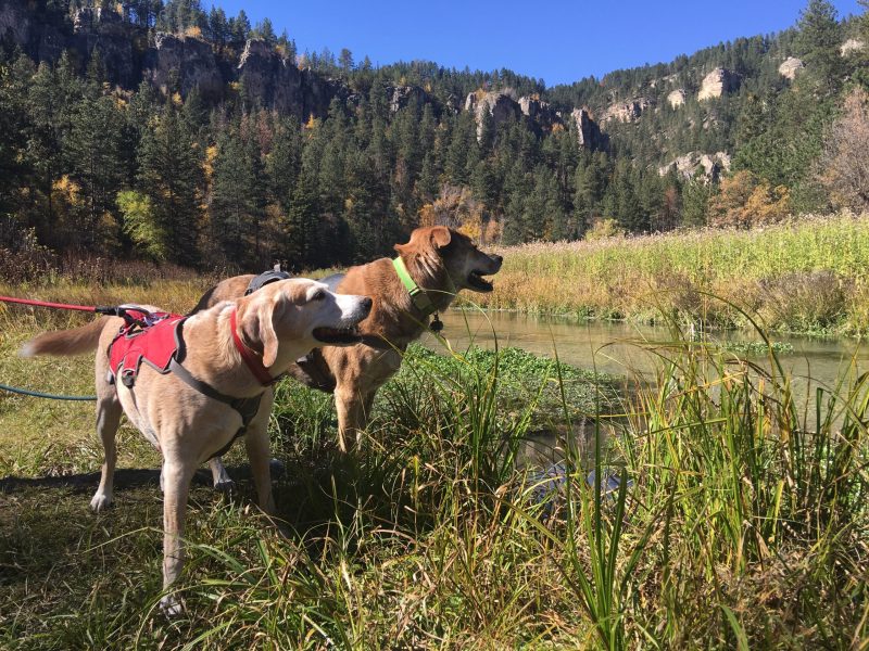 Best Dog Vacations Midwest