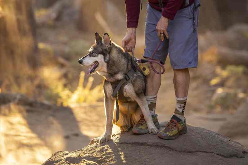 Best Pet Friendly Vacations In The Us