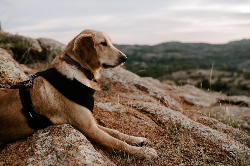 Best Places To Take Your Dog On Vacation