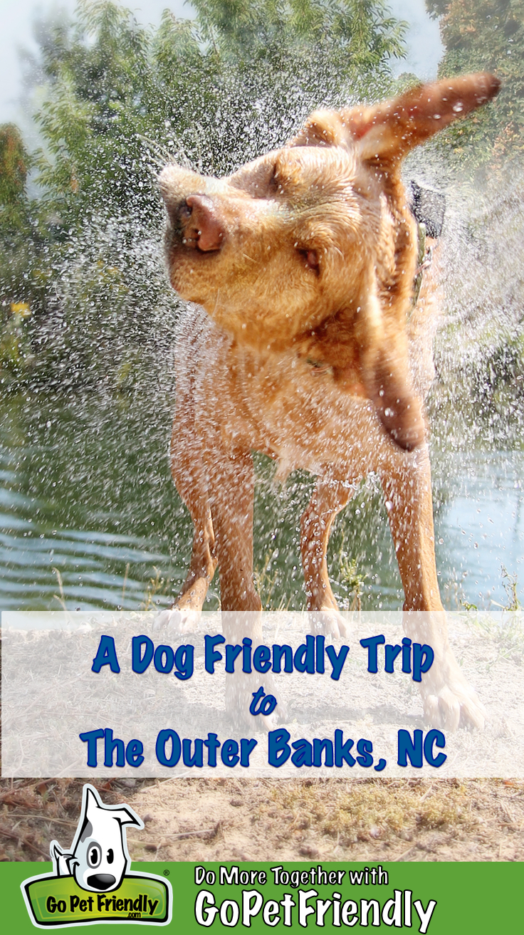 Cheap Dog Friendly Vacations