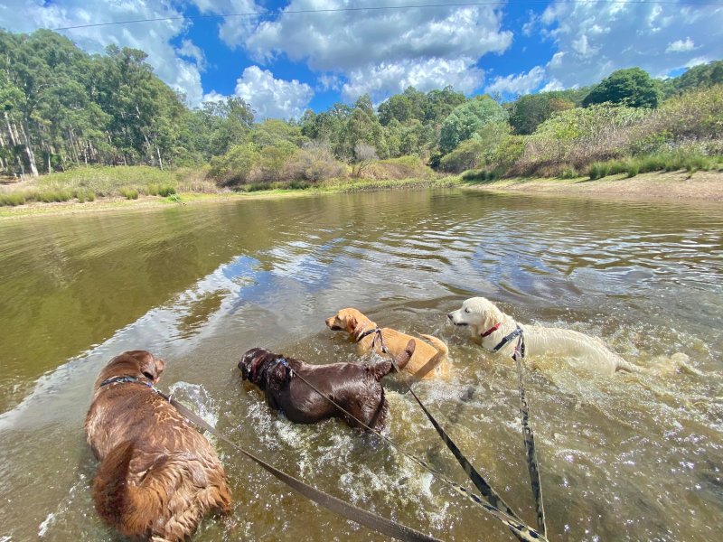 Day Trips With Dogs Brisbane