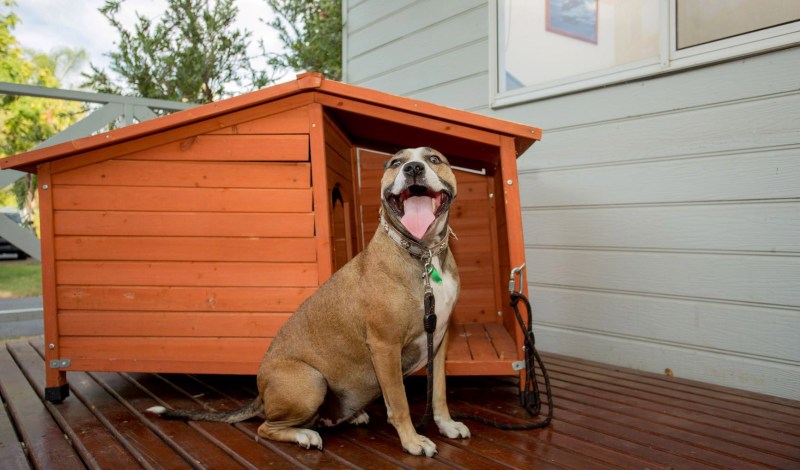 Dog Friendly Cabin Qld