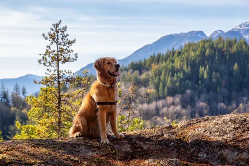 Dog Friendly Cabin Rentals