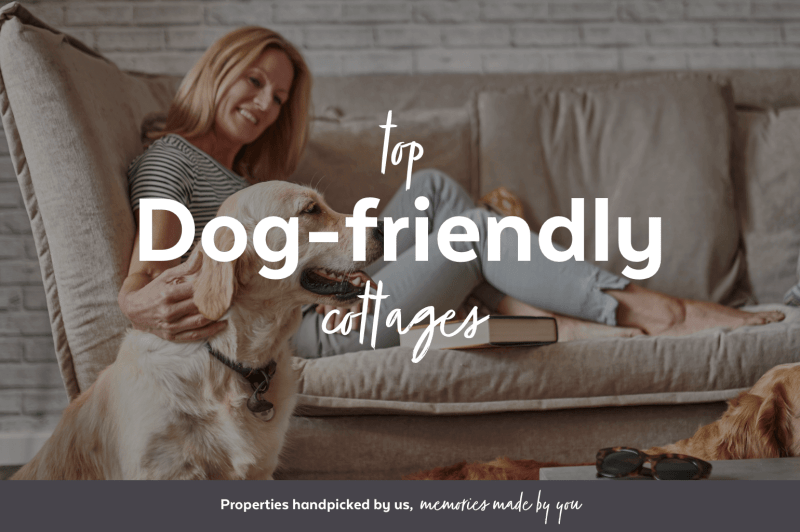 Dog Friendly Family Holidays Uk