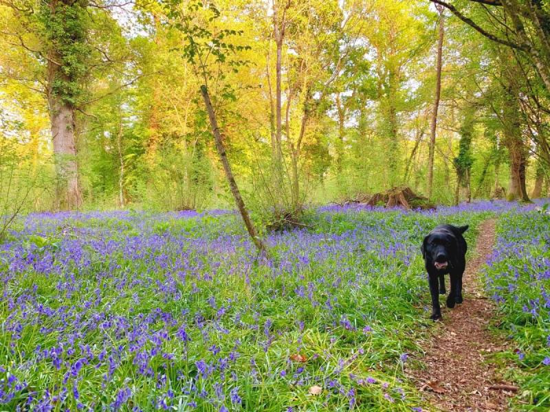 Dog Friendly Forest Holidays