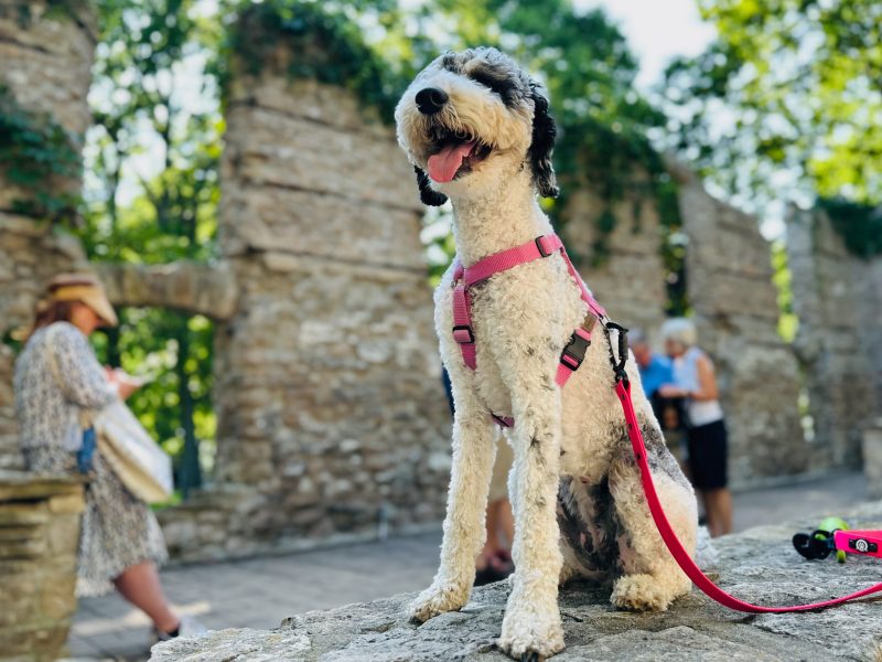 Dog Friendly Trips Ontario