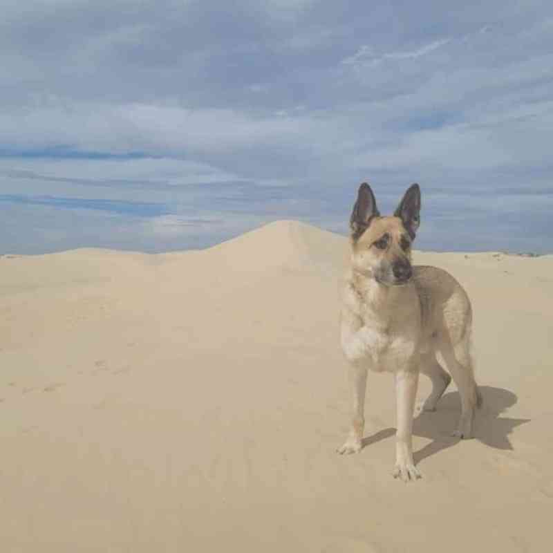 Dog Friendly Vacations Southeast