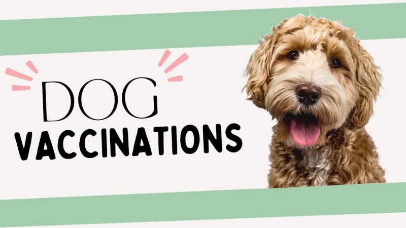 Dog Vaccinations Near Me Cheap