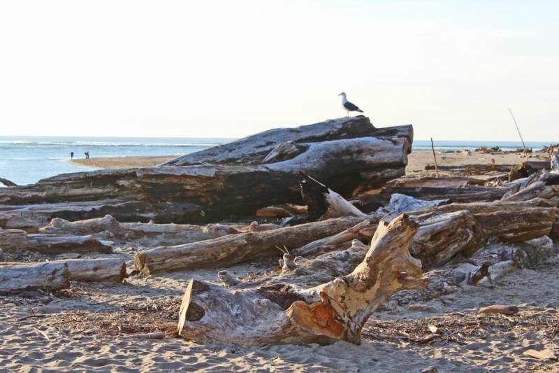 Pet Friendly Hotels On The Beach In Lincoln City Oregon