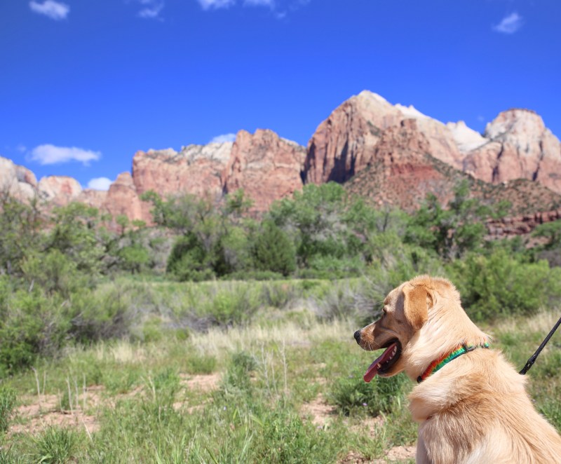 Pet Friendly Lodging Zion