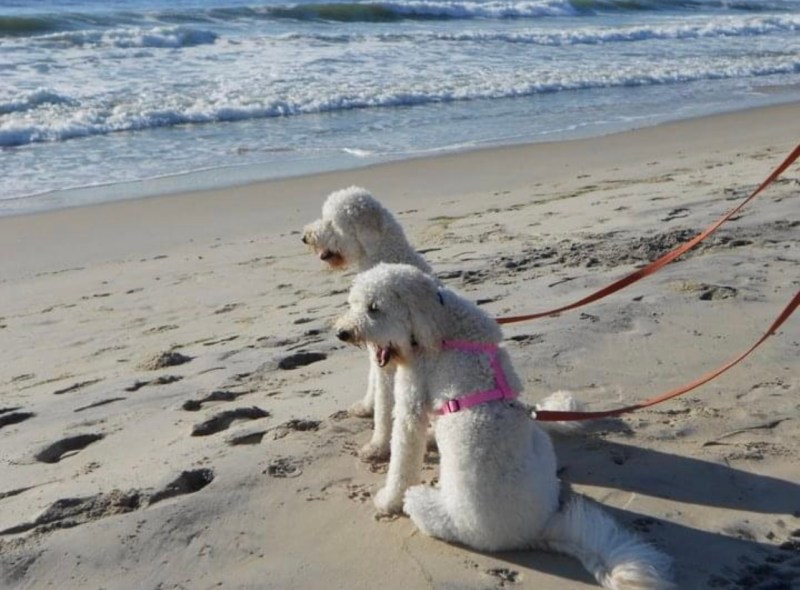 Where To Take Your Dog On Vacation