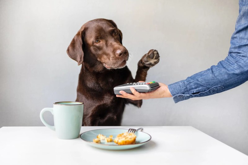 Best Dog Friendly Food Places Near Me